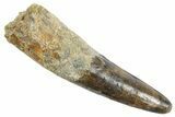 Fossil Spinosaurus Tooth - Real Dinosaur Tooth #363539-1